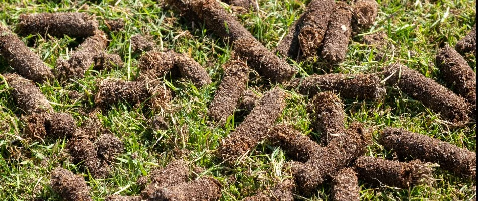 Soil plugs on a lawn after aeration in Gallatin, TN.