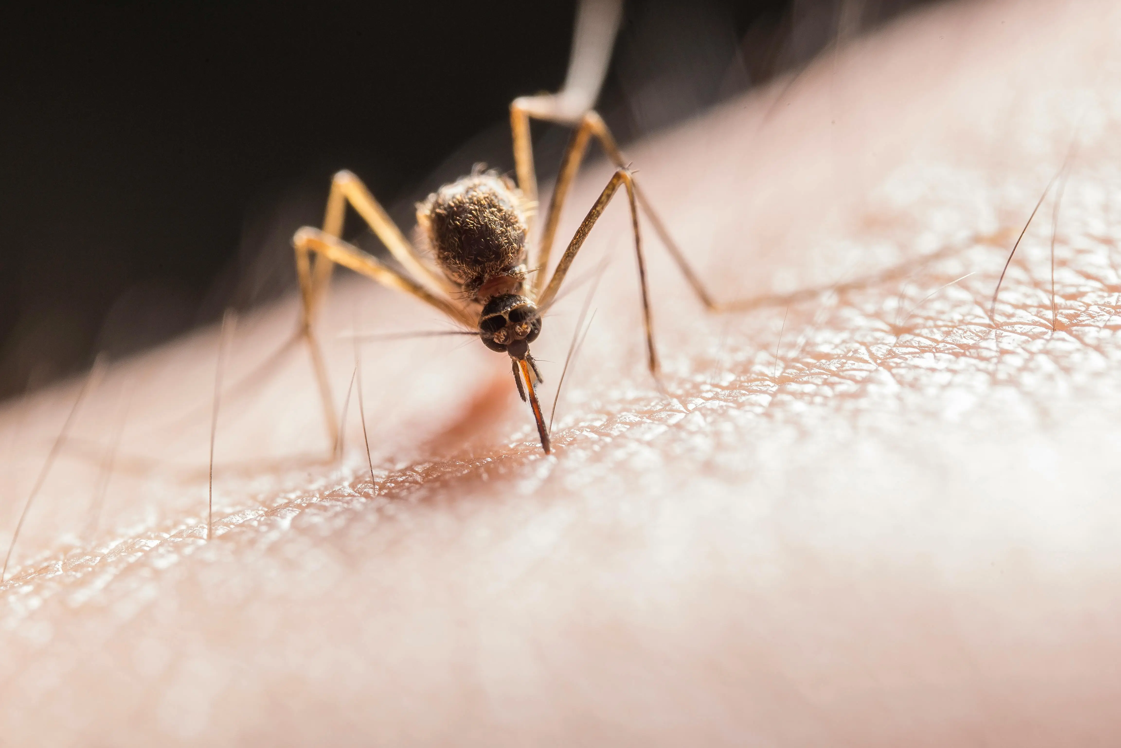 Mosquito in a home near Gallatin, TN.